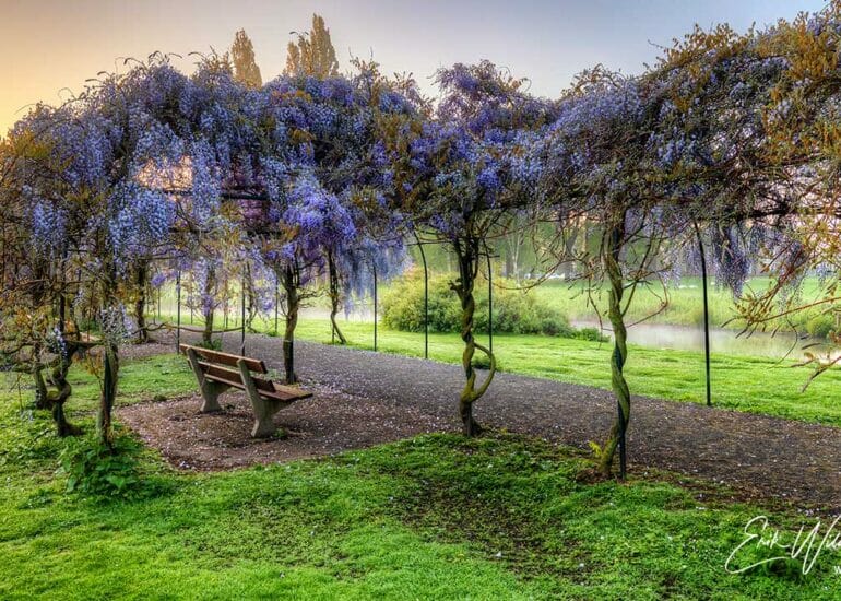 Blauwe regen in het stadspark van Kampen