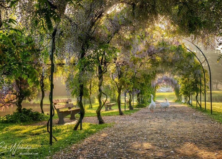 Ganzen onder de blauwe regen in stadspark van Kampen bij zonsopkomst