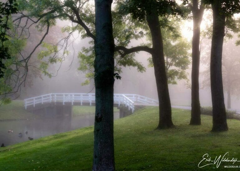 Donkere silhouetten van bomen steken af tegen de lichte nevel in het stadspark van Kampen