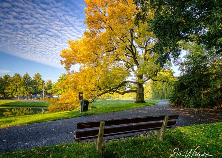 De mooiste boom van Kampen met geel blad in de herfst