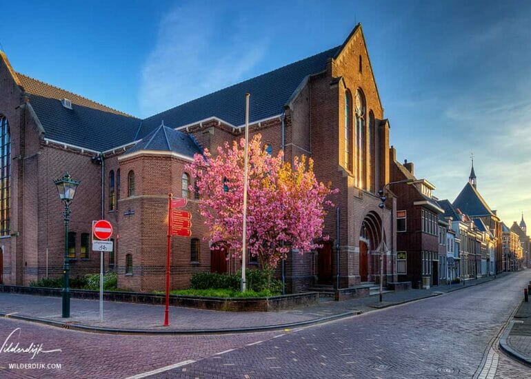 De Nieuwe Kerk in Kampen met de roze sierkers in het eerste ochtendlicht