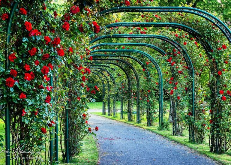 Bogen met bloeiende rozen in het stadspark van Kampen