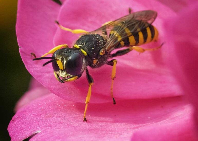 Blokhoofdwesp met imposante kaken op het roze blad van een geranium