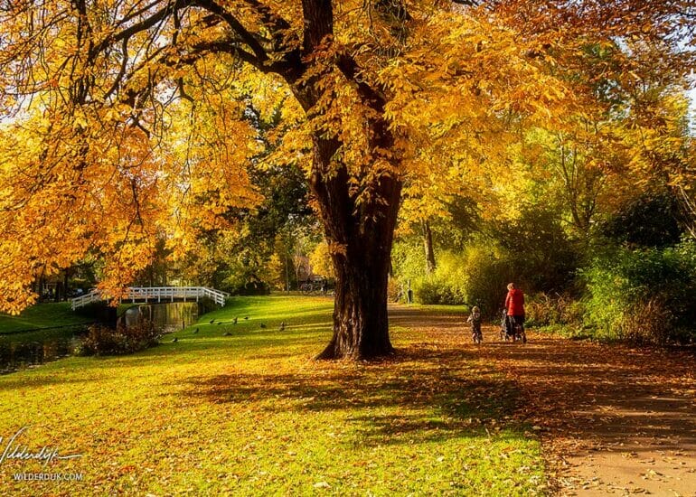 Wandelaars onder gekleurde boom in het stadspark van Kampen tijdens de herfst