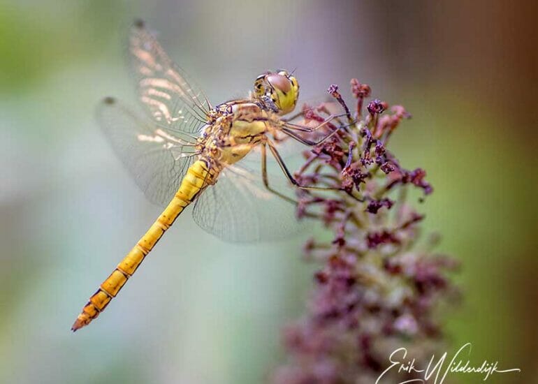Mooi tegen de achtergrond aftekenende libel