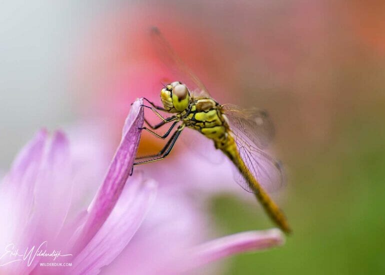 Groene libel op het roze bloemblad van een zonnehoed