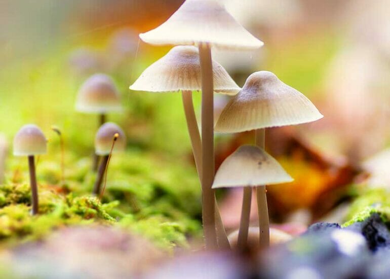 Mooi licht op een trosje paddenstoeltjes