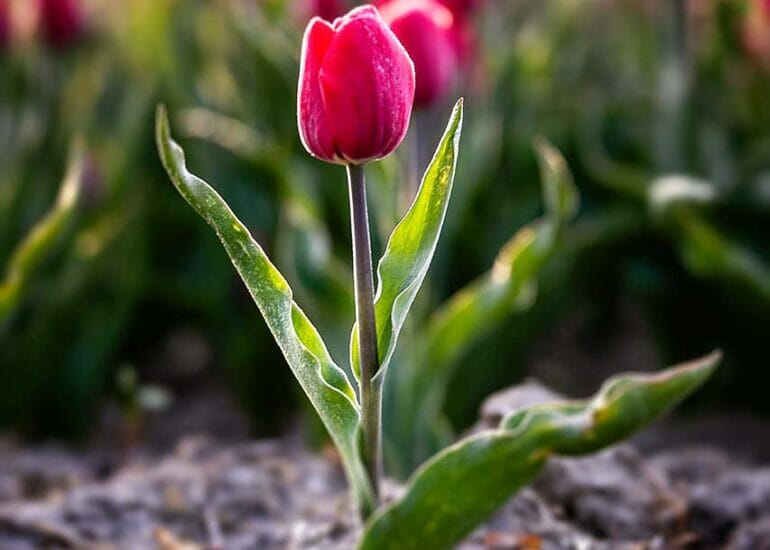 Closeup van een rode tulp bij het eerste zonlicht