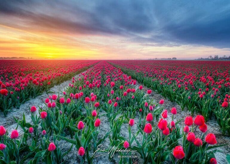 Een tulpenveld kort voordat de zon boven de horizon verschijnt
