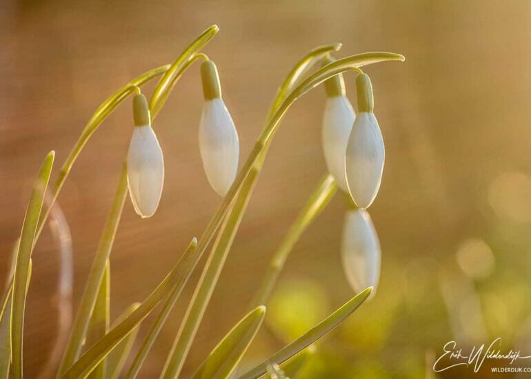 Sneeuwklokjes in het gouden zonlicht op de vroege morgen