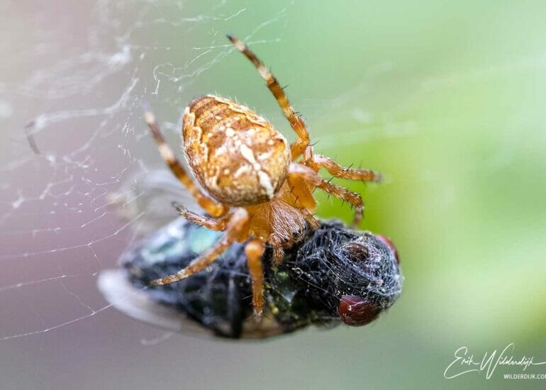 Spin met vlieg als prooi