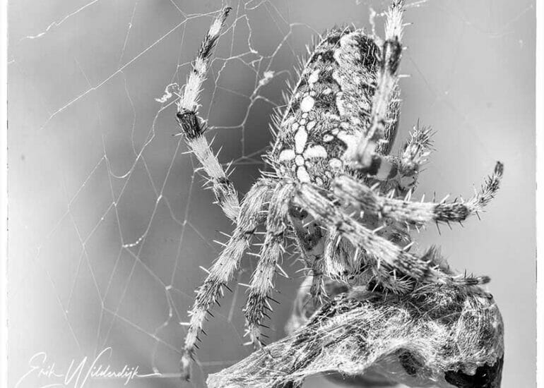 Spin met gevangen zweefvlieg in zwart wit