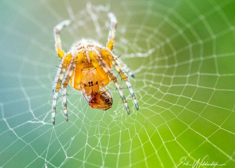 Spinnetje met prooi in web