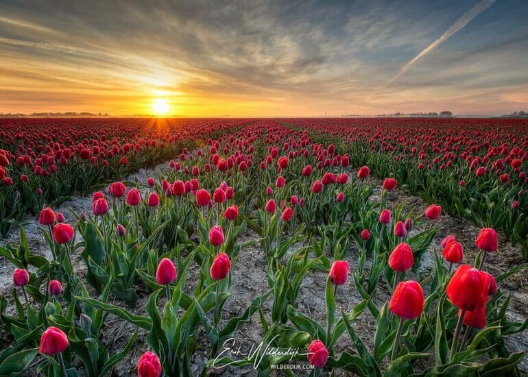 Veld met rode tulpen bij zonsopkomst