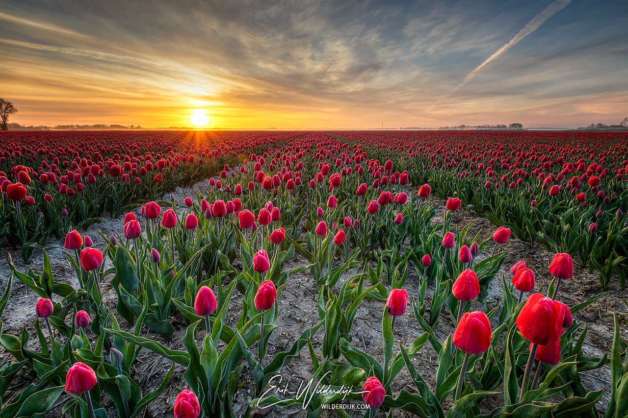 Veld met rode tulpen bij zonsopkomst