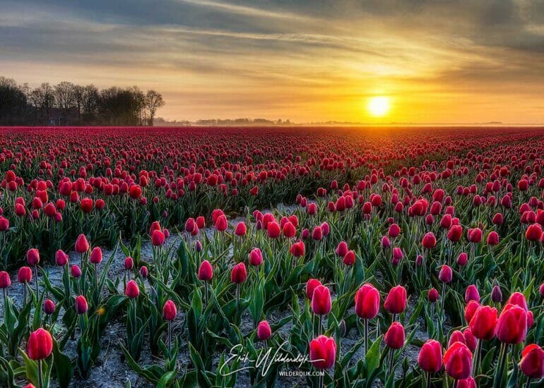 Warme zonsopkomst over een veld met rode tulpen in de Noordoost polder