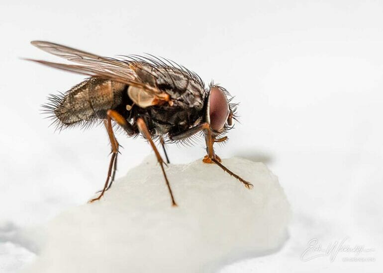 Behaarde vlieg op een stukje fruit