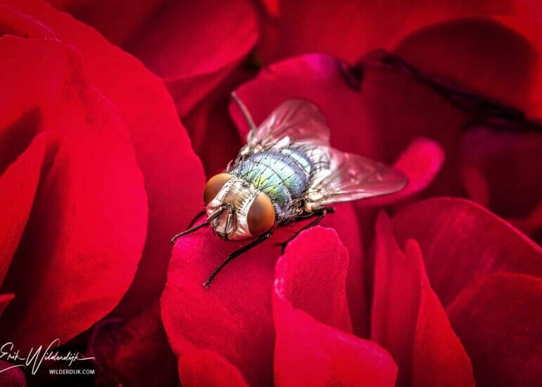 Groene vlieg met rode ogen op de rode bloem van een geranium