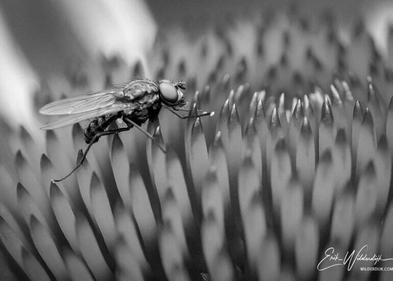 Vliegje op een zonnehoed in zwart wit