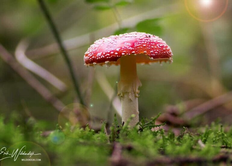 Klassieke rod met witte stippen paddenstoel