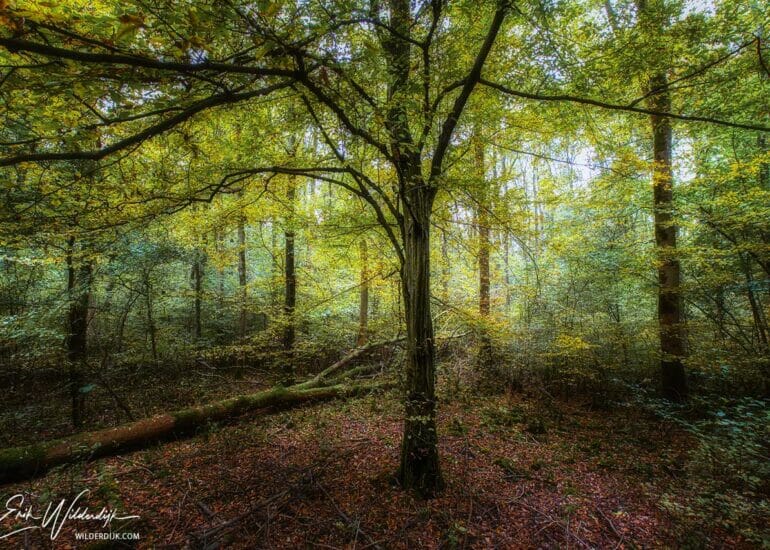 Boom in het Waterloopbos Marknesse