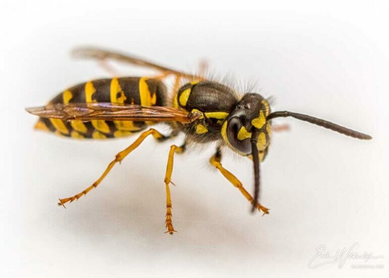 Macro foto van een wesp