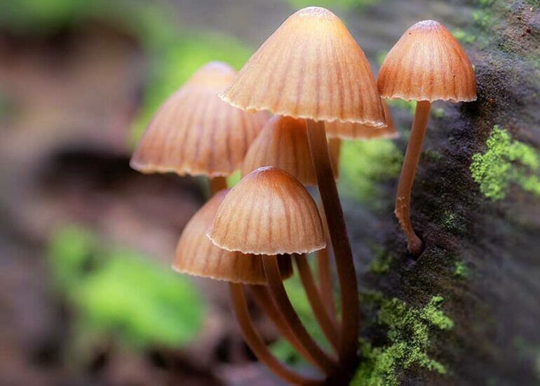 Bruine zwammetjes op een donkere boomstronk met groen mos