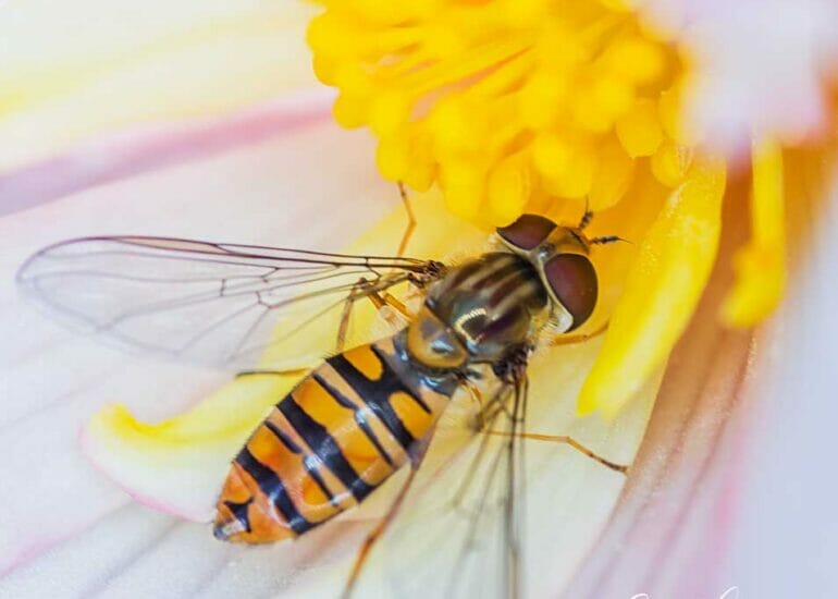 Zweefvlieg op witte bloem met gele stampers