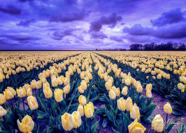 Mooi contrast tussen donkerblauwe avondlucht en geel tulpenveld