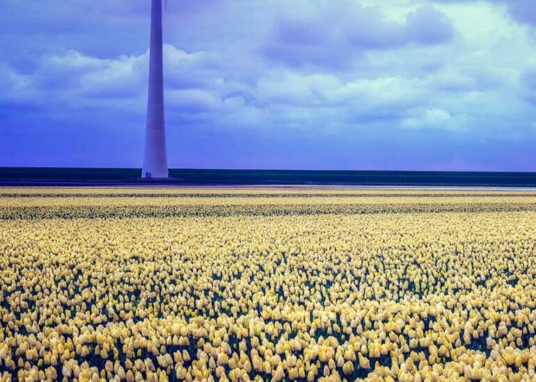 Blauwe avondlucht tegenover geel tulpenveld