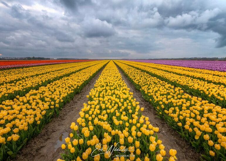 Geel tulpenveld met wolkenlucht van net overgetrokken regenbui