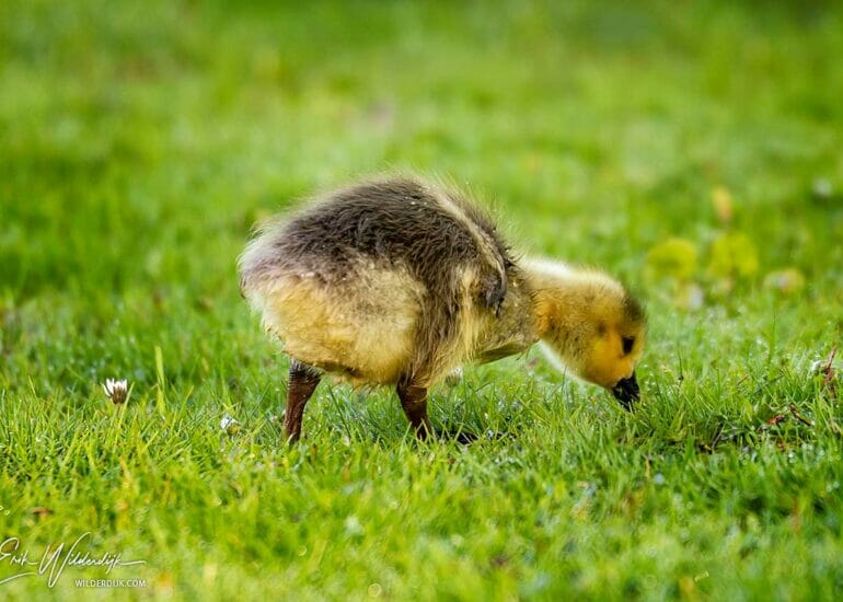 Kuiken van de Canadeze gans op zoek naar voedsel in het gras