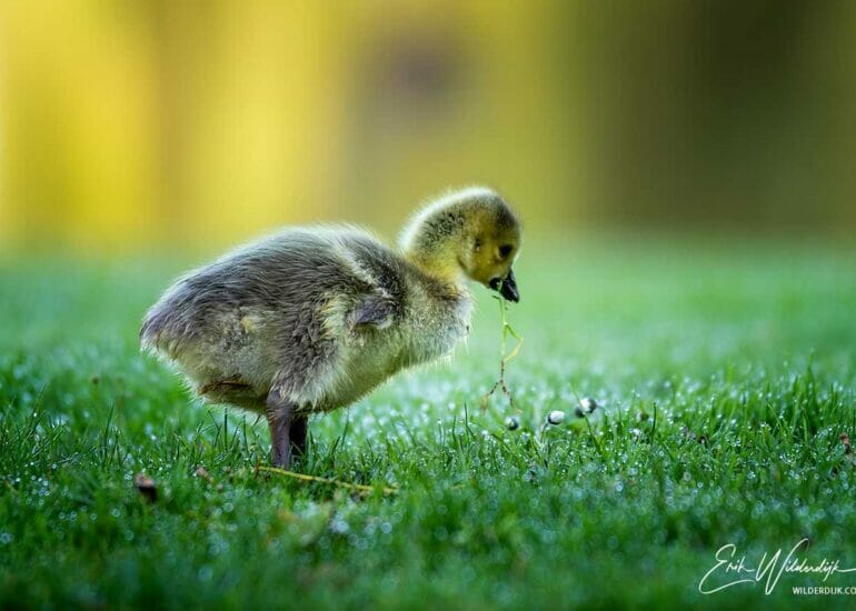 Ganzenkuiken staand in het gras met een klein takje in de snavel
