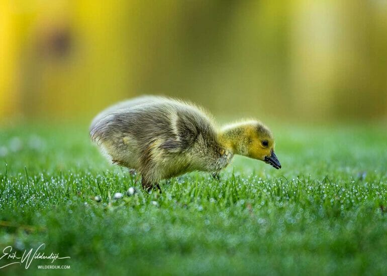 Ganzenkuiken op zoek naar voedsel in het natte gras