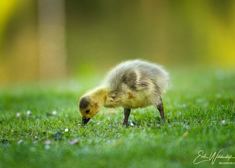 Jong ganzenkuiken in het stadspark van Kampen