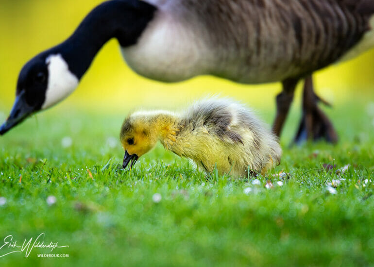 Ganzenkuiken met één van de ouders op de achtergrond