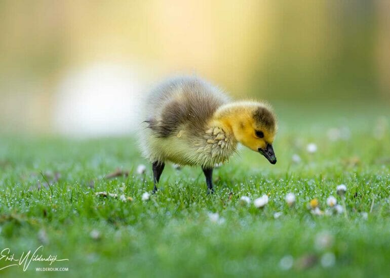 Kuiken van Canadese gans tegen licht achtergrond