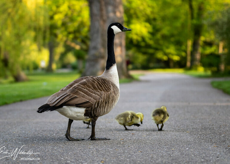 Canadese gans met ganzenkuikens steekt voetpad over in het stadspark van Kampen
