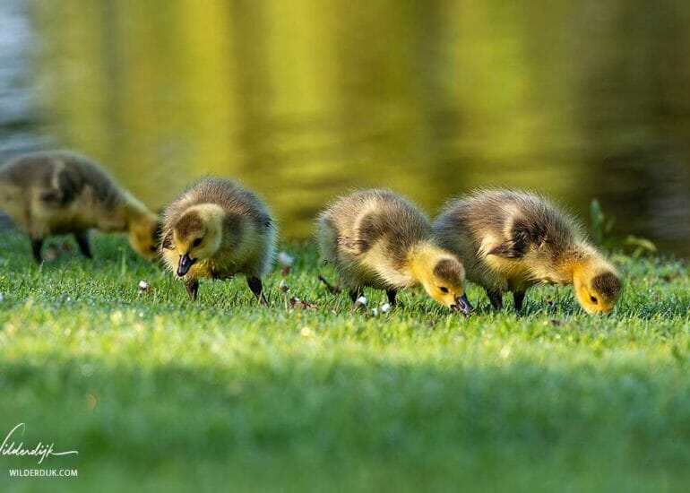 Vier ganzenkuikens bij elkaar aan de waterkant