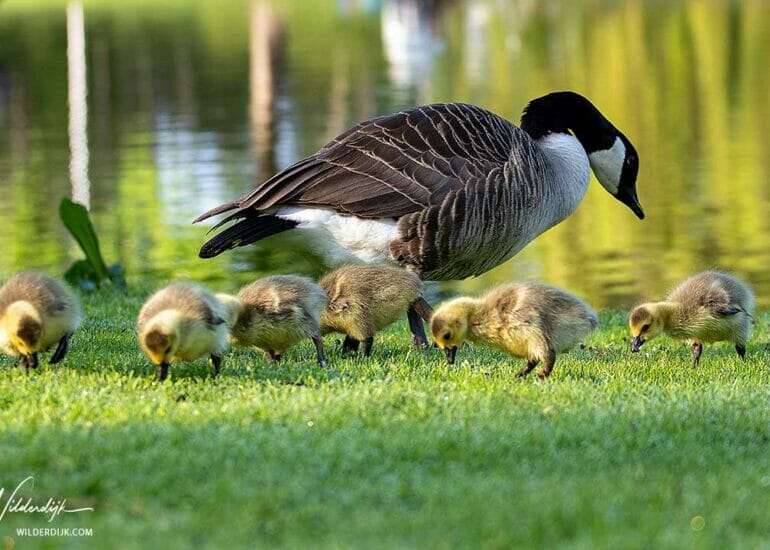 Canadese gans met koppeltje ganzenkuikens