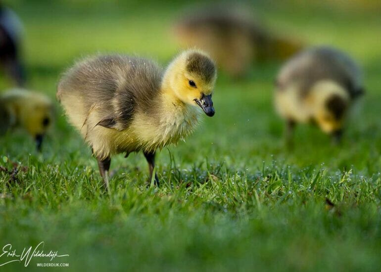 Ganzenkuiken met druppels water op de vacht