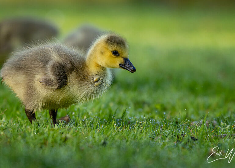 Ganzenkuiken in het gras