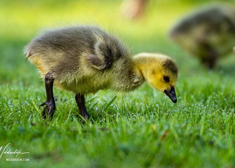 Ganzenkuiken zoekend naar voedsel in het gras