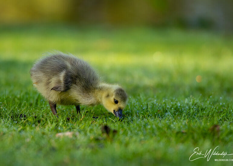 Ganzenkuiken in het stadspark van Kampen