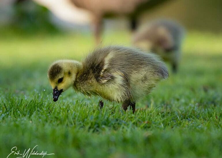 In het gras grazend ganzenkuiken