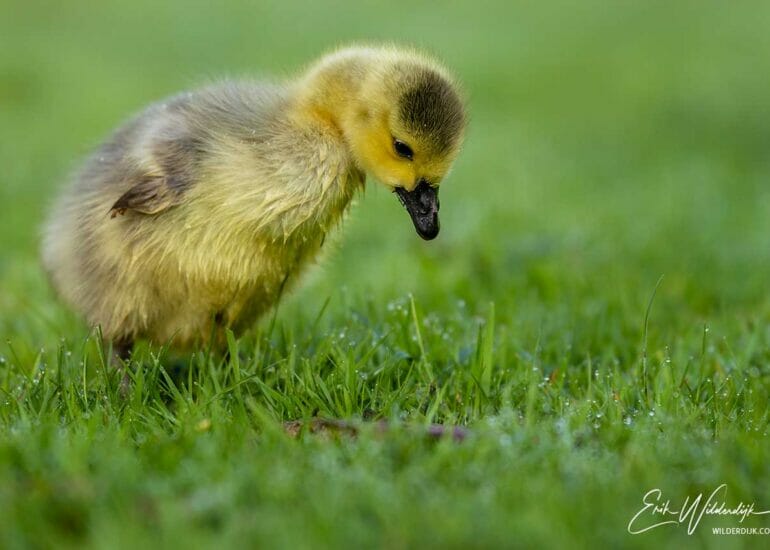 Jong ganzenkuiken dat verbaasd in het gras kijkt