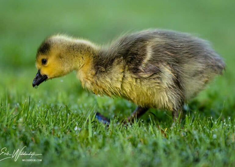 Ganzenkuiken met natte vacht