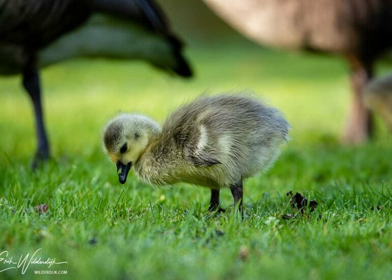 Ganzenkuiken met groen blaadje op de snavel