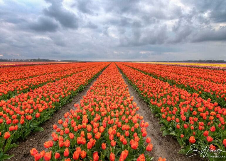 Oranje tulpen in het veld met dreigende wolkenlucht
