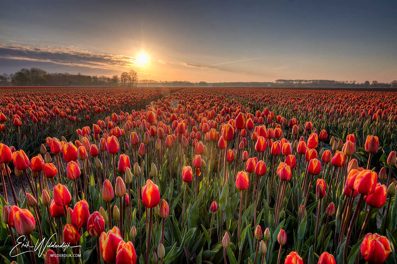 Oranje tulpenveld met tegenlicht van de vroege ochtendzon